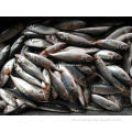 Horse Frozen Horse Mackerel Pescado redondo entero 10 kg/cartón